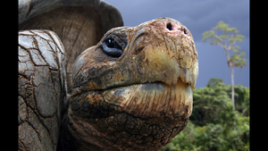 Galapagos tortoise