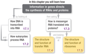 Chapter overview: Information in genes directs the synthesis of RNAs and proteins