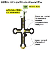 Amino acid attachment site for tRNA