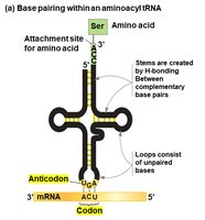 Anticodon and codon pairing in tRNA