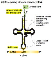 Anticodon and codon pairing in tRNA (detailed)