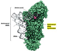 Aminoacyl-tRNA synthetase attaching amino acid to tRNA