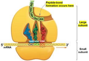 Peptide bond formation in the large subunit