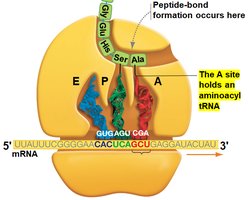 A site holds an aminoacyl tRNA
