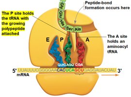 P site holds the tRNA with the growing polypeptide attached