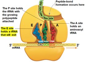 E site holds a tRNA that will exit