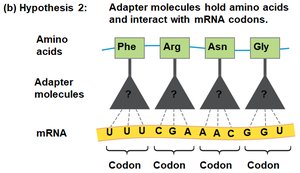 Adapter molecules hold amino acids and interact with mRNA codons