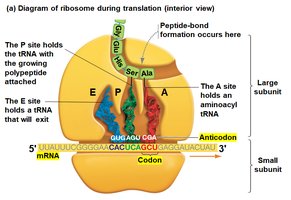 Each tRNA anticodon binds to its codon on the mRNA