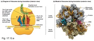 Ribosome is a ribozyme, supporting the RNA world hypothesis