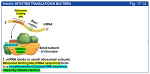 Initiation: mRNA binds to small ribosomal subunit
