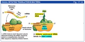 Initiator aminoacyl tRNA binds to start codon