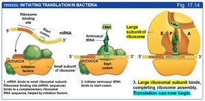 Large ribosomal subunit binds, translation can begin