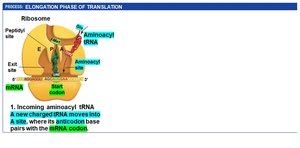 Elongation: incoming aminoacyl tRNA moves into A site