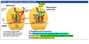 Peptide bond formation during elongation