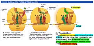 Translocation: ribosome moves one codon down the mRNA