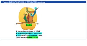 Elongation cycle continues