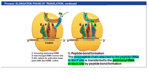 Elongation: incoming aminoacyl tRNA moves into A site