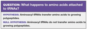 Question: What happens to amino acids attached to tRNAs?