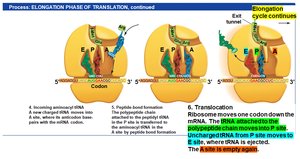 Peptide bond formation during elongation