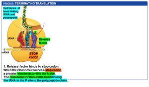 Termination: release factor binds to stop codon