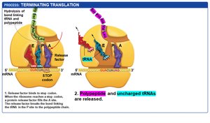 Termination: polypeptide and uncharged tRNAs are released