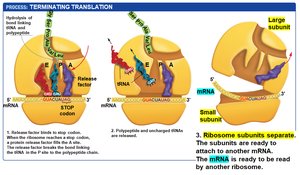 Termination: ribosome subunits separate