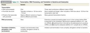 Summary table: Transcription, RNA Processing, and Translation in Bacteria and Eukaryotes