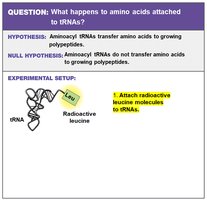 Experimental setup: Attach radioactive leucine to tRNAs