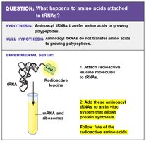 Experimental setup: Add aminoacyl tRNAs to in vitro system