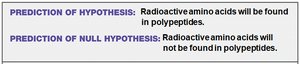 Prediction of hypothesis: Radioactive amino acids will be found in polypeptides