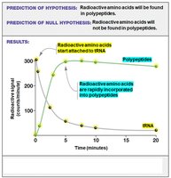 Results: Radioactive amino acids are rapidly incorporated into polypeptides