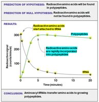 Conclusion: Aminoacyl tRNAs transfer amino acids to growing polypeptides