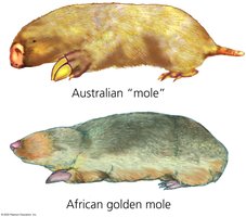 Convergent evolution in burrowers