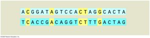 Coincidental DNA match