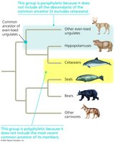 Paraphyletic vs. polyphyletic groups