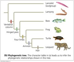 Using derived characters to infer phylogeny (3)