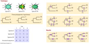 Applying parsimony in molecular systematics
