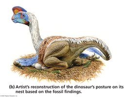Fossil support for dinosaur nesting (3)