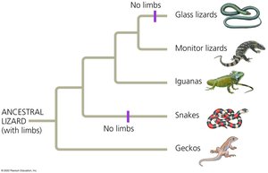 Convergent evolution of limbless bodies