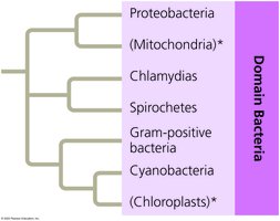 Three domains of life (Bacteria)