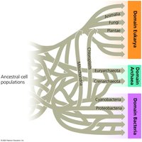 A tangled web of life due to horizontal gene transfer