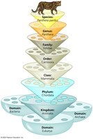Linnaean classification hierarchy