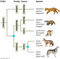 Connection between classification and phylogeny