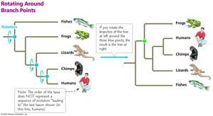 Rotating around branch points in phylogenetic trees