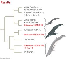 Phylogeny used to identify whale species