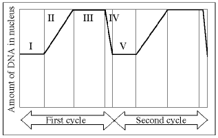 Graph showing DNA amount in nucleus over cell cycle phases