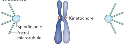 Diagram showing unattached kinetochores and spindle poles
