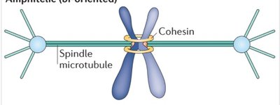 Diagram showing both kinetochores attached and cohesin present