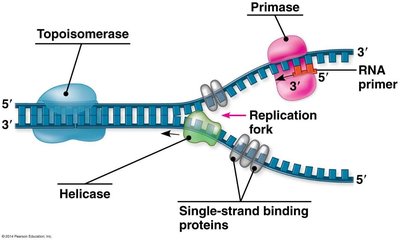 Replication fork with key enzymes