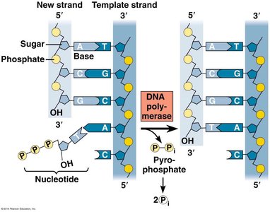 Polymerization of DNA